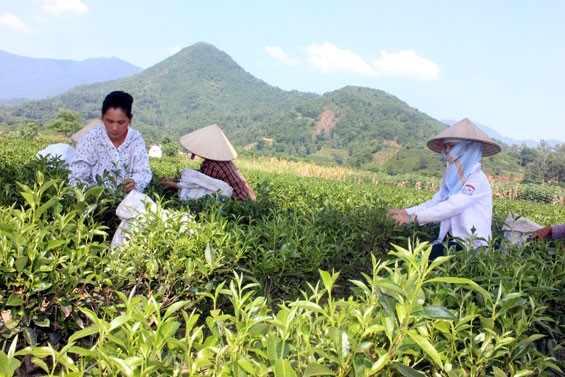 Dai Tu tea festival in Thai Nguyen - ảnh 1